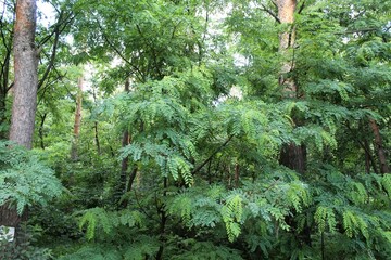 green trees in the forest, nature