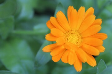 calendula flower close-up on a green blurred background