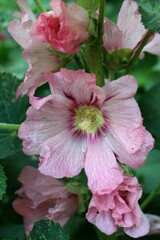 beautiful mallow flowers with green leaves close-up