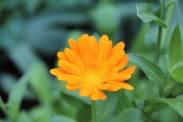 calendula flower close-up on a green blurred background