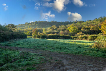 Forest clearing in early sunlight with cloudy background.