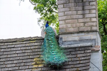 male peafowl peacock with tail feathers on view perched on  roof