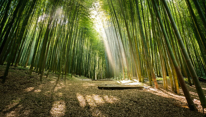 sunlight streaming through a dense bamboo grove casting long dappled shadows on the forest floor