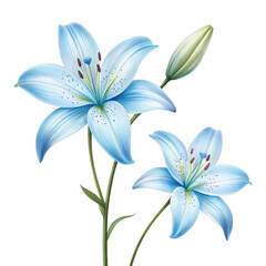 Fototapeta premium Beautiful light blue lily flowers with a bud isolated on transparent background