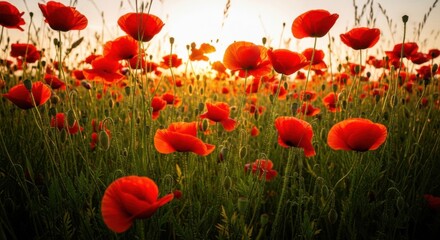 Obraz premium Vibrant Field of Red Poppies at Sunset