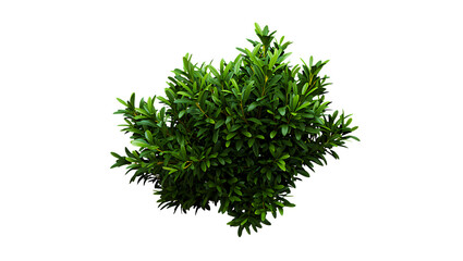 Fototapeta premium Delicate Blue Flax Flowers A Trio of Nature's Beauty