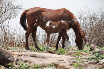 horse and foal