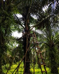 Palm oil plantation growing up with sunrise background.