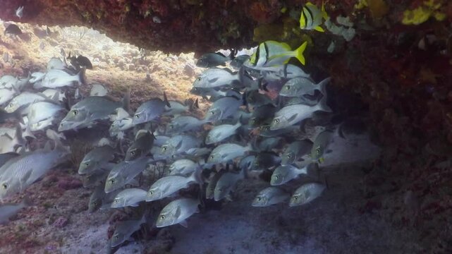 cardumen de peces se oculta bajo una cueva del arrecife
