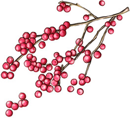 Red berry branch botanical vector illustration
