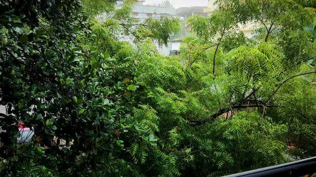 Shot of rainfall with neem and jackfruit tree in the background