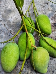 Closeup of mangoes, mango fruit, tropical fruit
