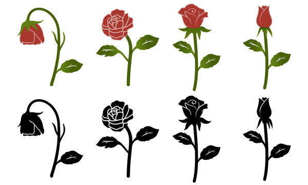 Rose Life Cycle &ndash; Vector Set from Bud to Wilted Bloom in Color and Black & White