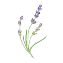 Obraz premium Watercolor Lavender Sprig Isolated on White Background