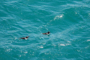 Razorbills Alca Torda in the sea at Durlston Country Park Swanage England