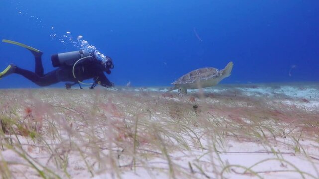 Buzo observa una tortuga verde (chelonia mydas) comiendo pasto marino en el fondo del mar