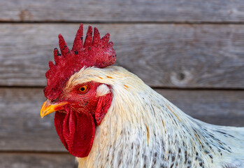 Close-up portrait of a menacing and angry-looking rooster