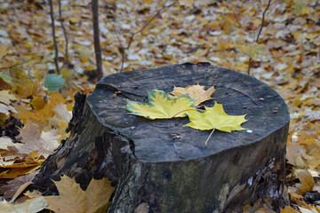 Autumnal Scene of a Tree Stump Adorned with Colorful Leaves