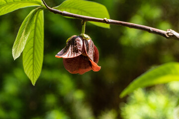 Close-up of purple Asimina triloba or papaya flowers in spring landscape garden on green blurred background. Spring concept. Selective focus. There is space for text.