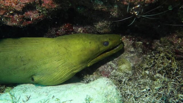 Anguila morena verde (gymnothorax funebris) oculta en un grieta