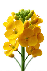 Obraz premium Spring Qingming Festival spring outing to admire rapeseed flowers Start of spring solar term field illustration