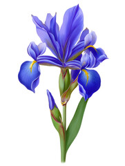 Elegant Blue Iris Flower Illustration on White Background
