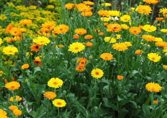 Fototapeta premium Ringelblumenwiese