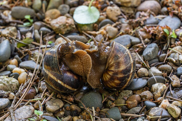 Close-up two snails are seen interacting on bed of small stones and pebbles, surrounded by bits of greenery and twigs in a natural outdoor setting.