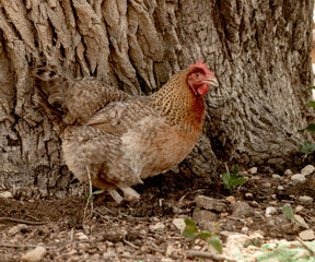 free range chicken in farm next to a tree
