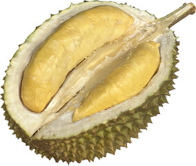 Half cut of musang king durian, king of south east asian tropical fruit