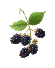 Fresh Blackberries on a Bramble with Leaves