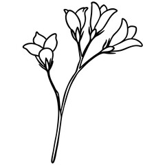 Black Ink Freesia Flower Stem Sketch Line Art Botanical Drawing