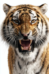 Obraz premium Close-up portrait of a majestic tiger roaring fiercely, showcasing its sharp teeth and powerful presence.