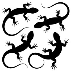 Four lizard silhouettes on a white background
