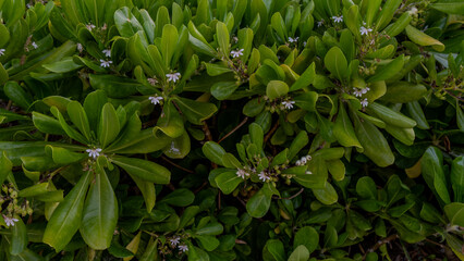 caribbean vegetation, Leaves and flowers of Beach naupaka or cabbage beach	
