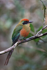 Rufous-capped Motmot (Baryphthengus ruficapillus) Juruva