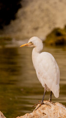 Cattle Egret Standing on Rock by the Water in Natural Habitat