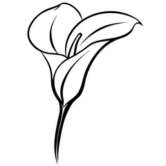Black Line Drawing Calla Lily Long Stem Isolated Arum Lily