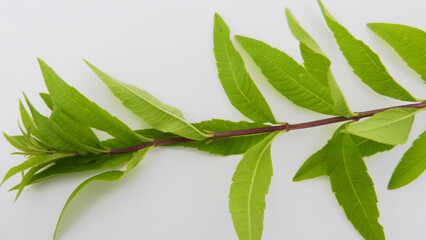 Branche de verveine sur table blanche
