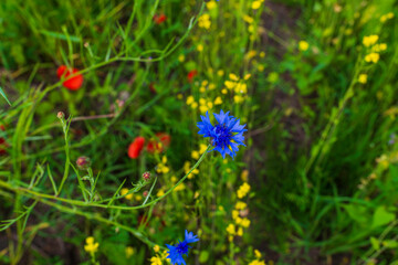 A vivid blue cornflower (Centaurea cyanus) stands out in a colorful wildflower meadow, surrounded...