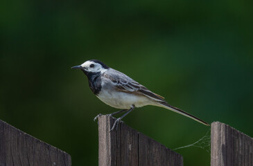 A white wagtail bird (Motacilla alba) standing on a fence with a dark background