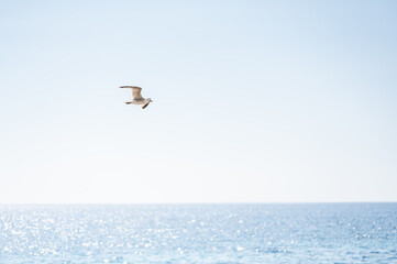 Close shot of seagull flying over the sea