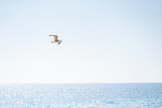 Close shot of seagull flying over the sea
