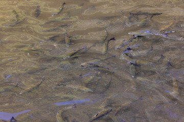 Many trout swimming on the surface of the water at a trout farm
