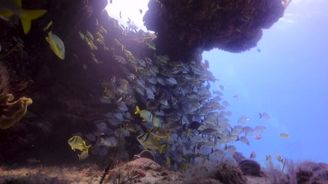 Cardumen de diferentes especies de peces refugiados bajo una cueva submarina.
