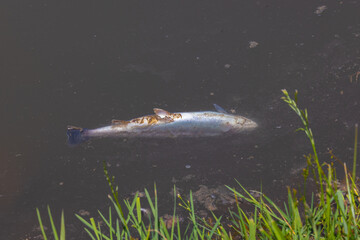 A dead fish on the surface of dirty, polluted water