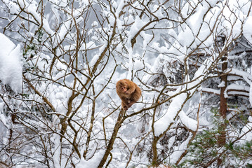 China huangshan mountains monkey in snow