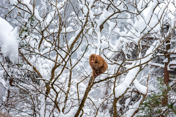 China huangshan mountains monkey in snow