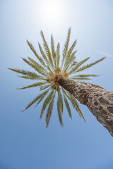 Palm tree - look from the bottom up into the clean blue sky with sun
