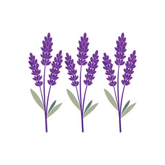Naklejka premium Silhouette of Lavender Flower Stalk with Clustered Blooms in Elegant Minimal Botanical Line Art Style